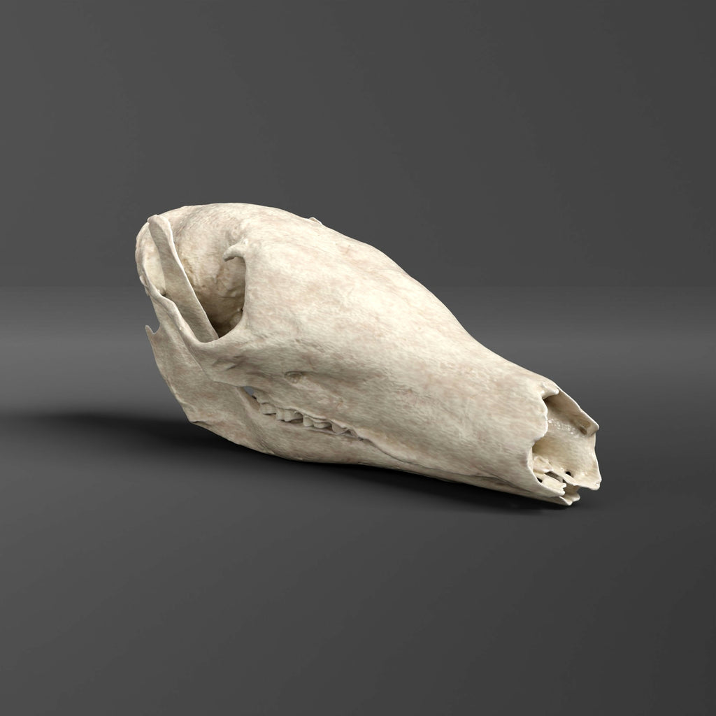 Aardvark Skull Replica (Museum Quality)