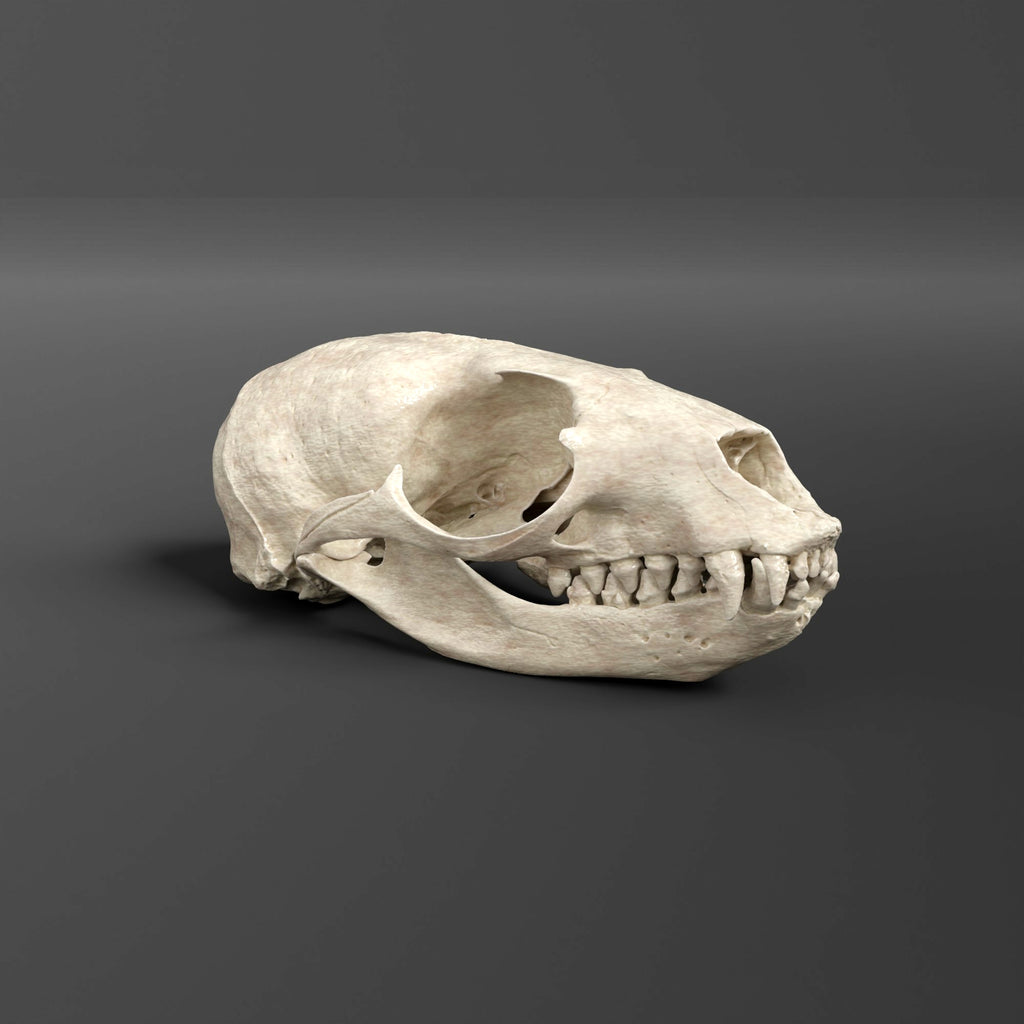 California Sea Lion (Female) Skull Replica (Museum Quality)