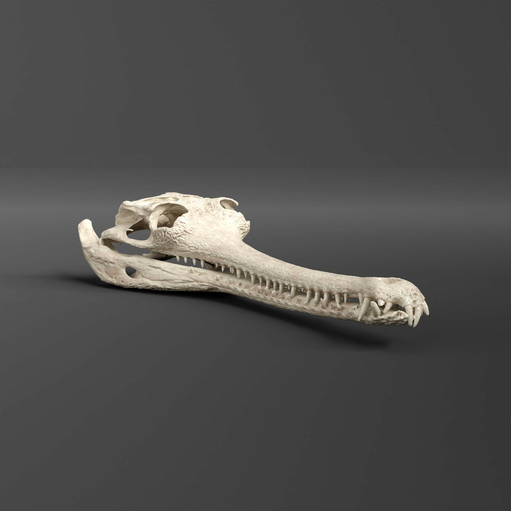 Gharial Skull Replica (1/2 Scale) - (Museum Quality)