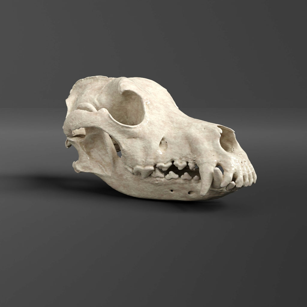 German Shepherd (Alsatian) Skull Replica (Museum Quality)