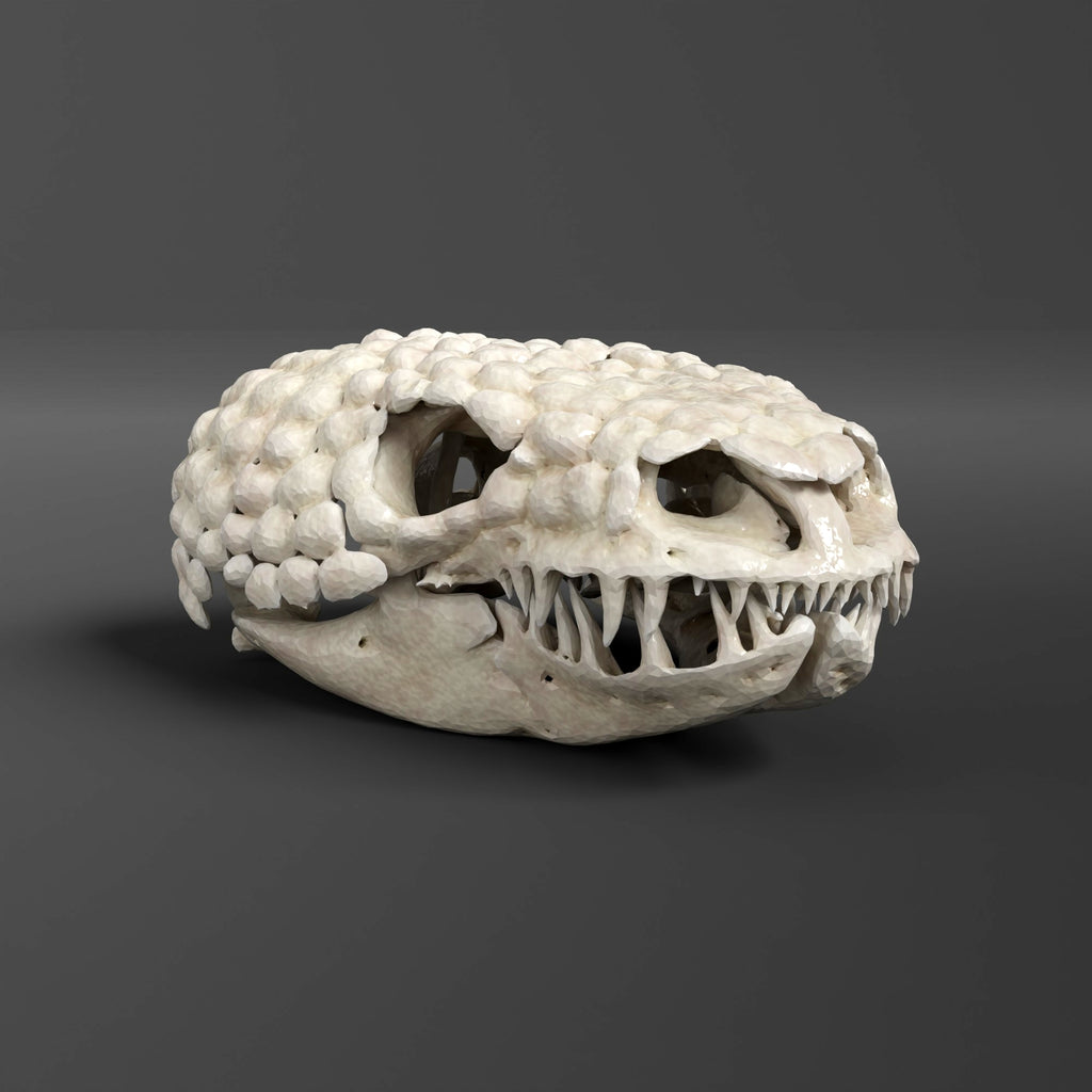 Gila Monster Skull Replica (Museum Quality)