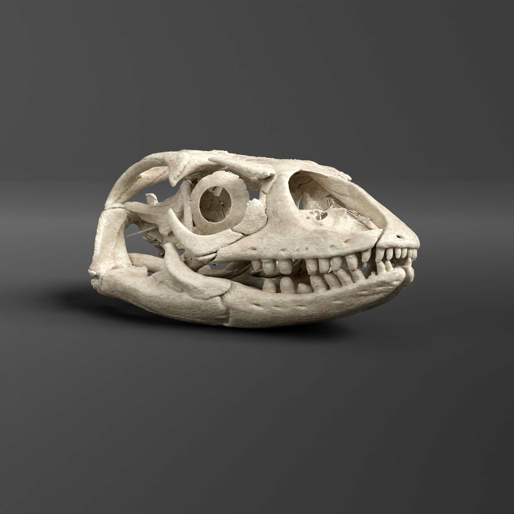 Savannah Monitor Skull Replica (Museum Quality)