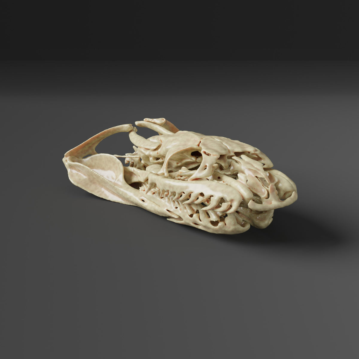 Puff-faced Water Snake Skull Replica (Museum Quality) – AnySkull