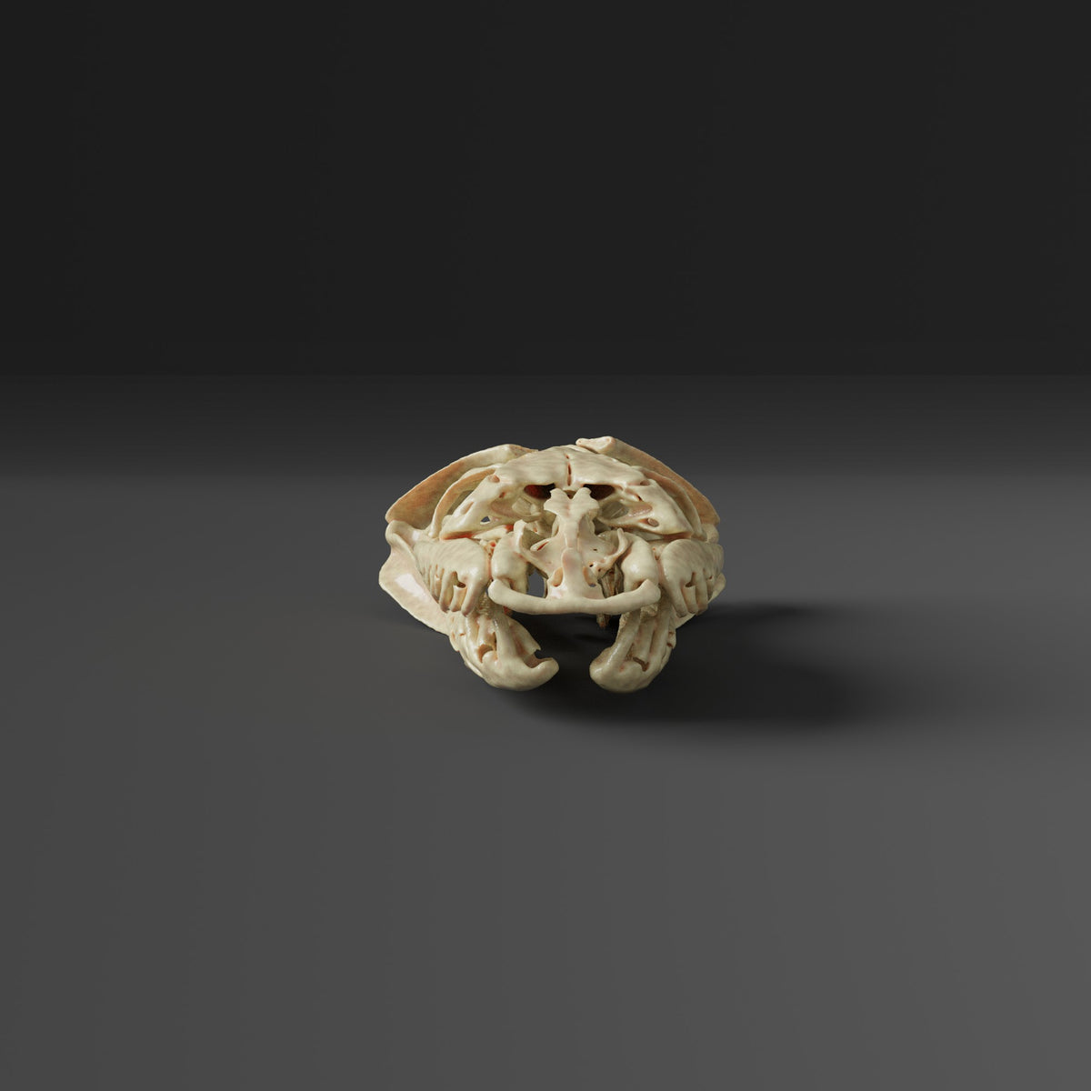 Puff-faced Water Snake Skull Replica (Museum Quality) – AnySkull
