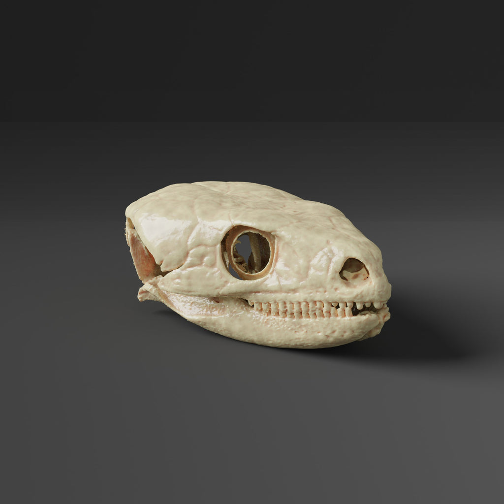 Yellow-spotted Night Lizard Skull Replica (Museum Quality)