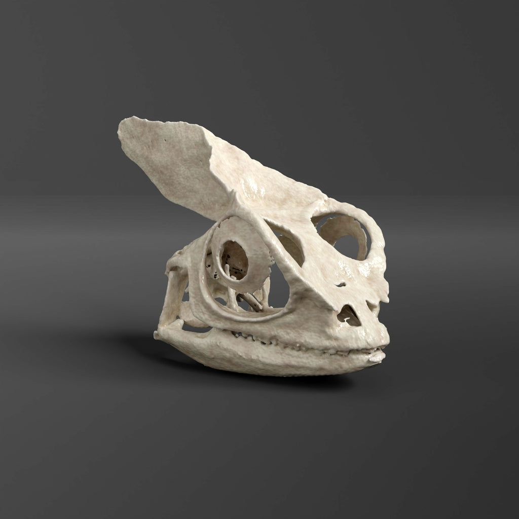 Helmeted Basilisk Skull Replica (Museum Quality)