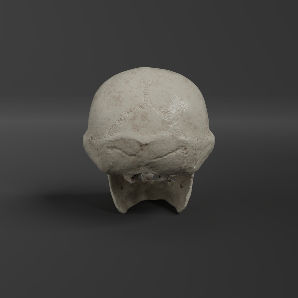 Bonobo Skull Replica - Male (Museum Quality) – AnySkull
