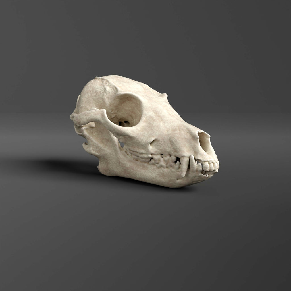 Bat-Eared Fox Skull Replica (Museum Quality)