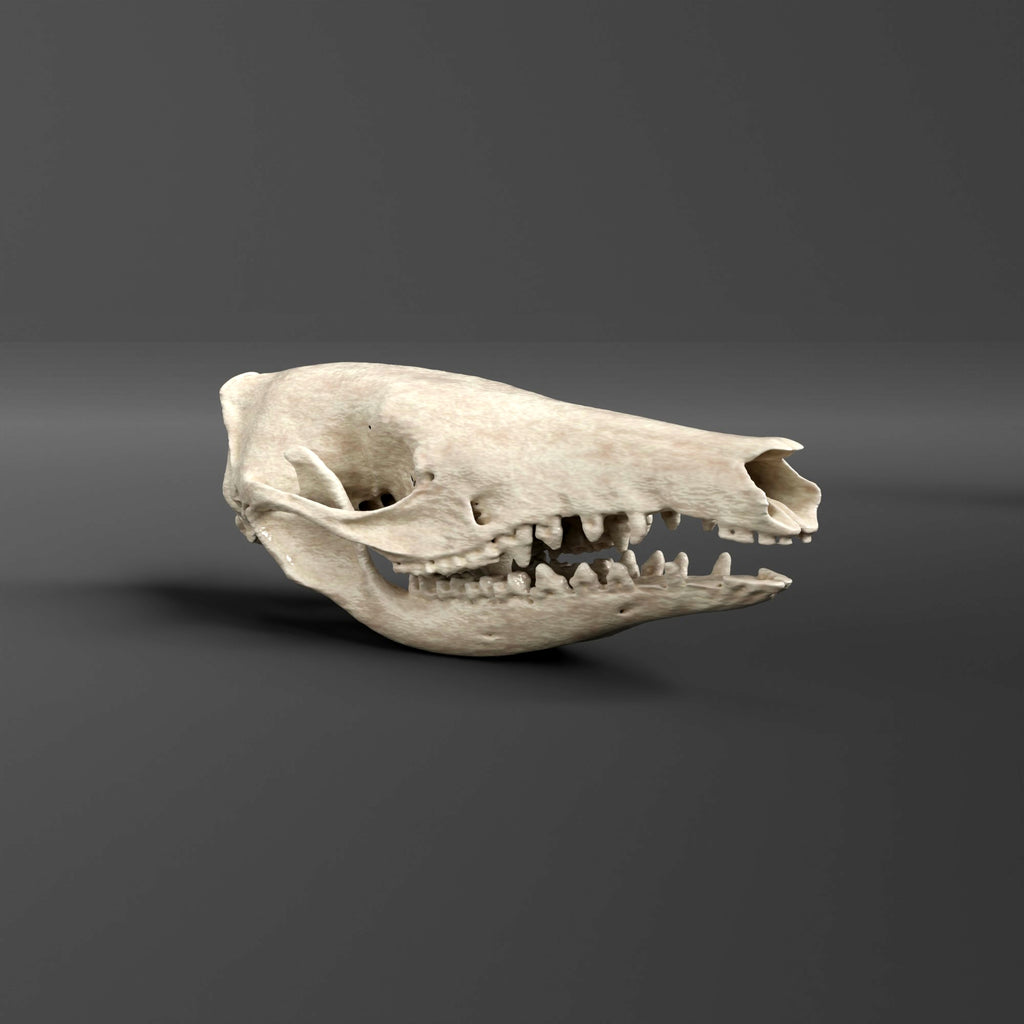 Common Spiny Bandicoot Skull Replica (Museum Quality)