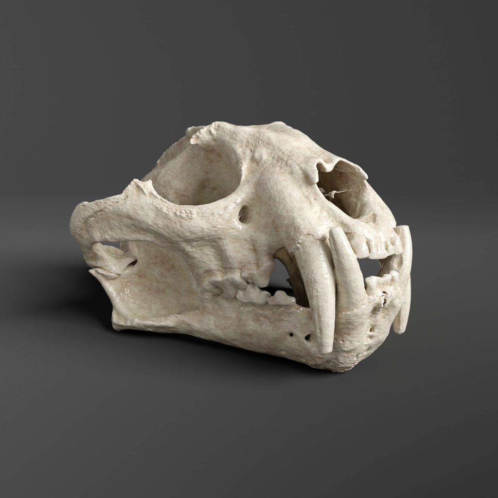 Clouded Leopard Skull Replica (Museum Quality)