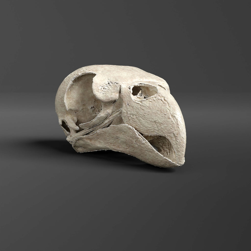 Coconut Lorikeet Skull Replica (Museum Quality)