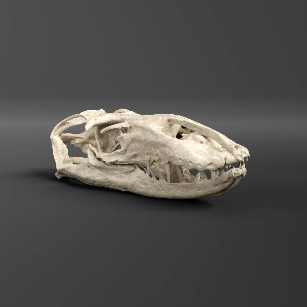 Crocodile Monitor Lizard Skull Replica (Museum Quality)