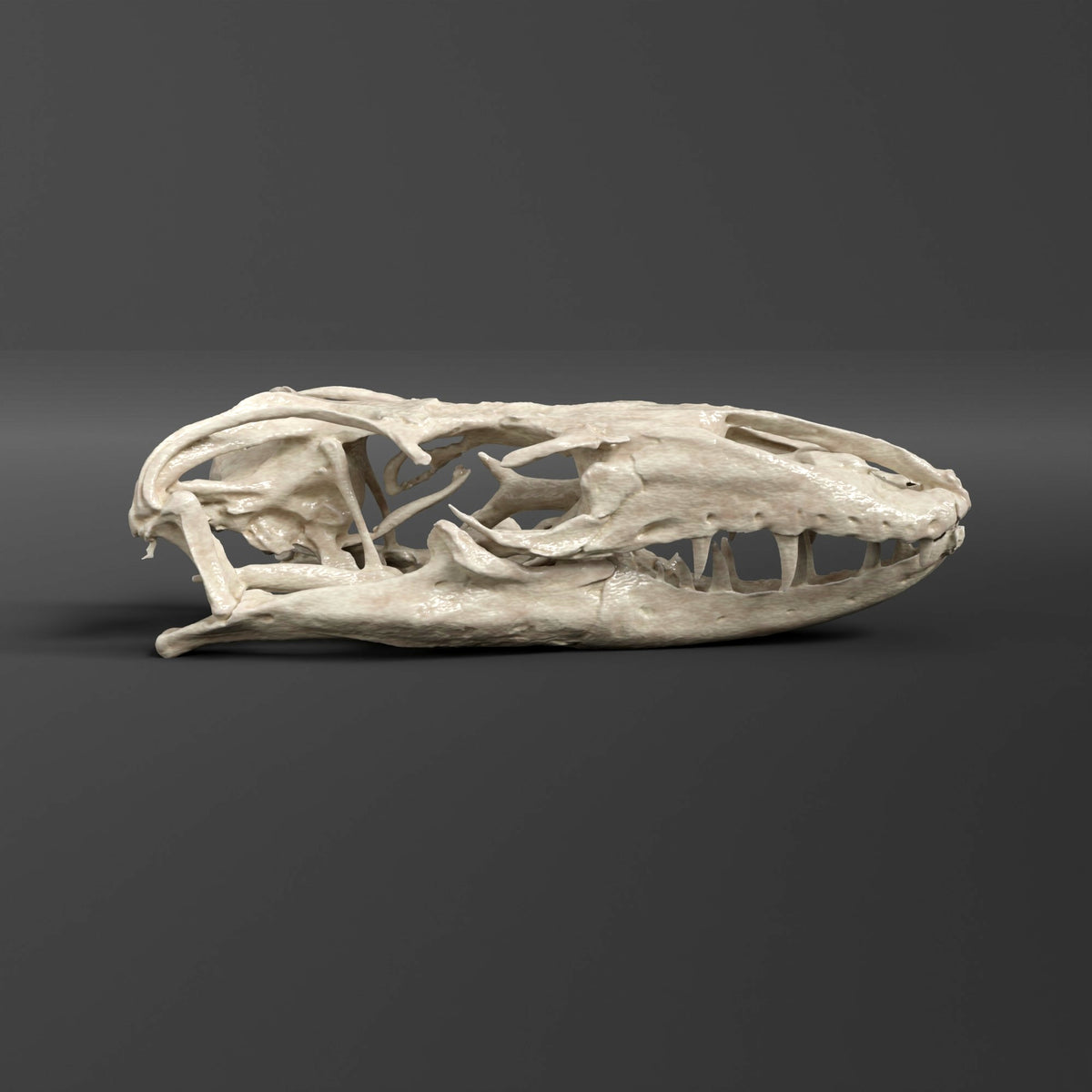 Crocodile Monitor Lizard Skull Replica (Museum Quality) – AnySkull
