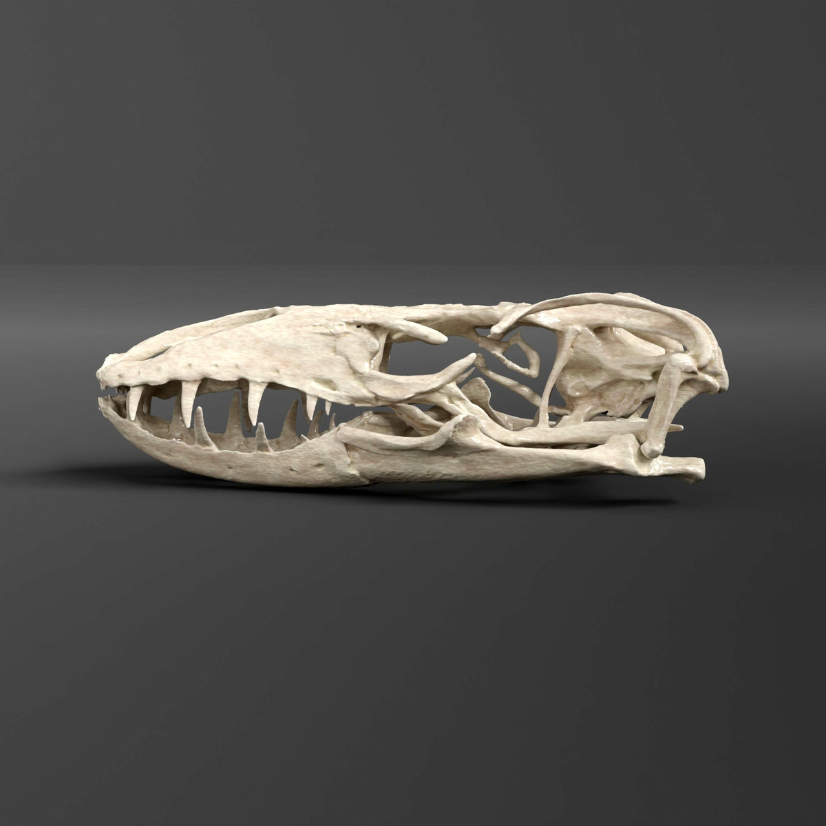 Crocodile Monitor Lizard Skull Replica (Museum Quality) – AnySkull