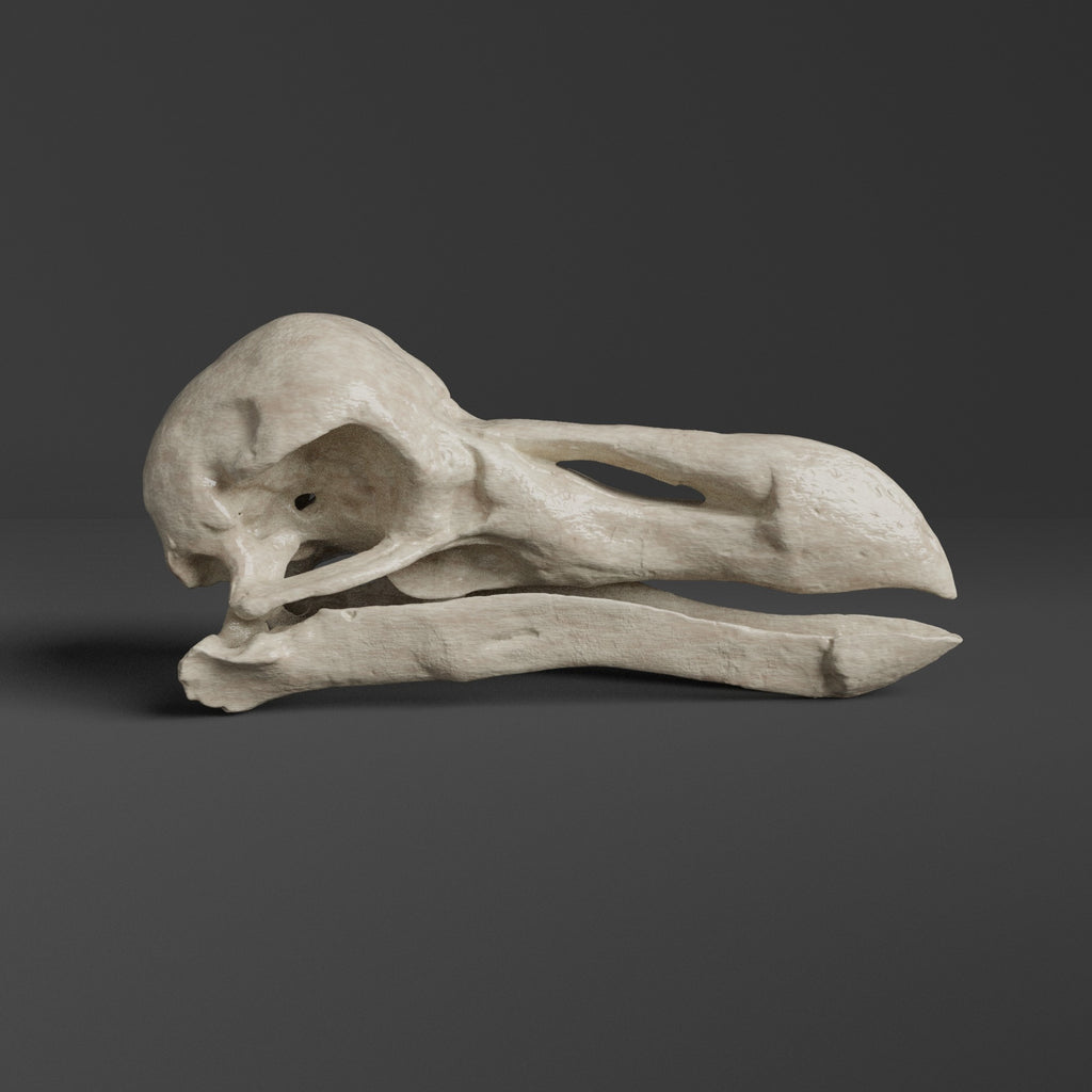 Dodo Skull Replica (Museum Quality) – AnySkull