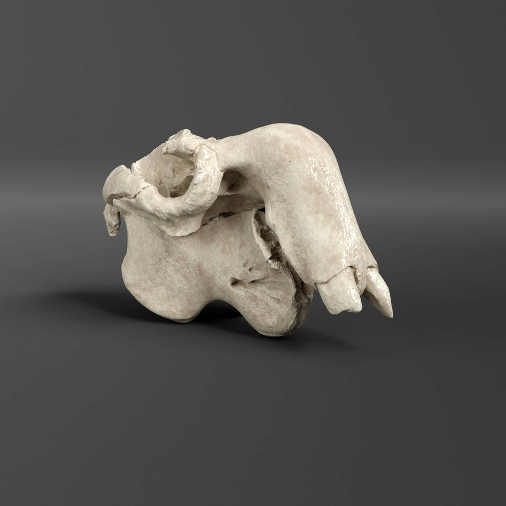 Dugong Skull Replica (2/3 Scale) ( Museum Quality)