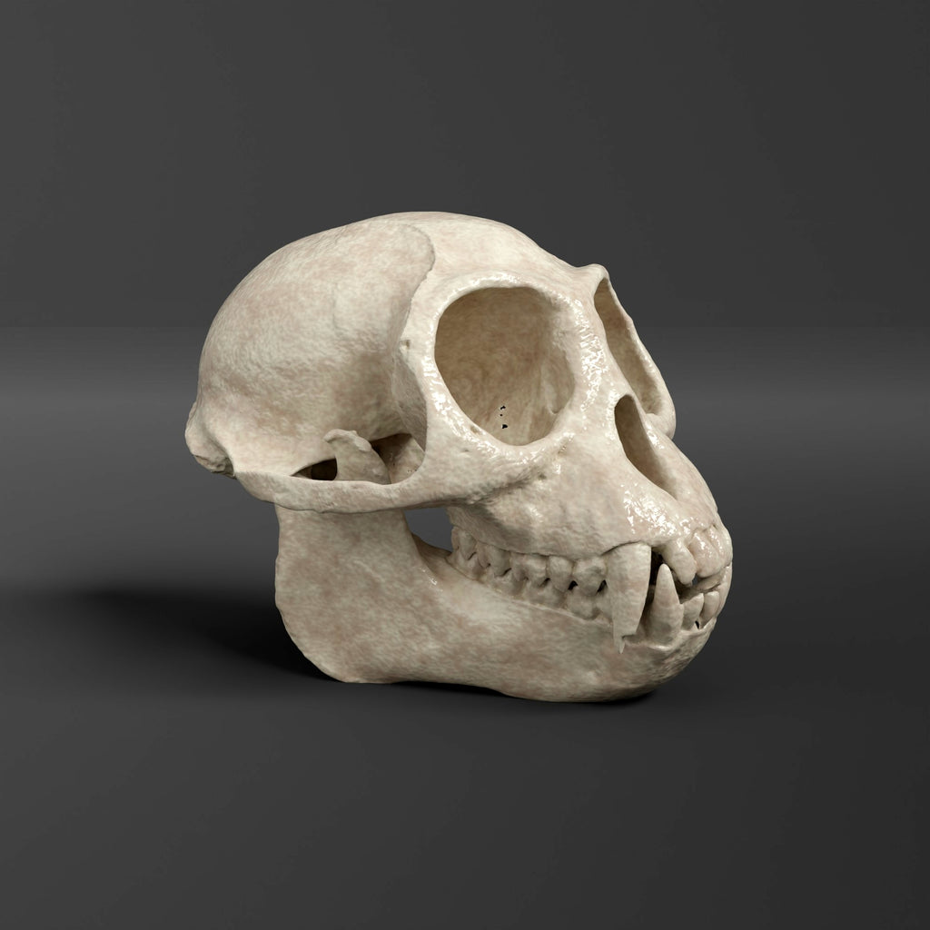Dusky Leaf Monkey Skull Replica (Museum Quality)