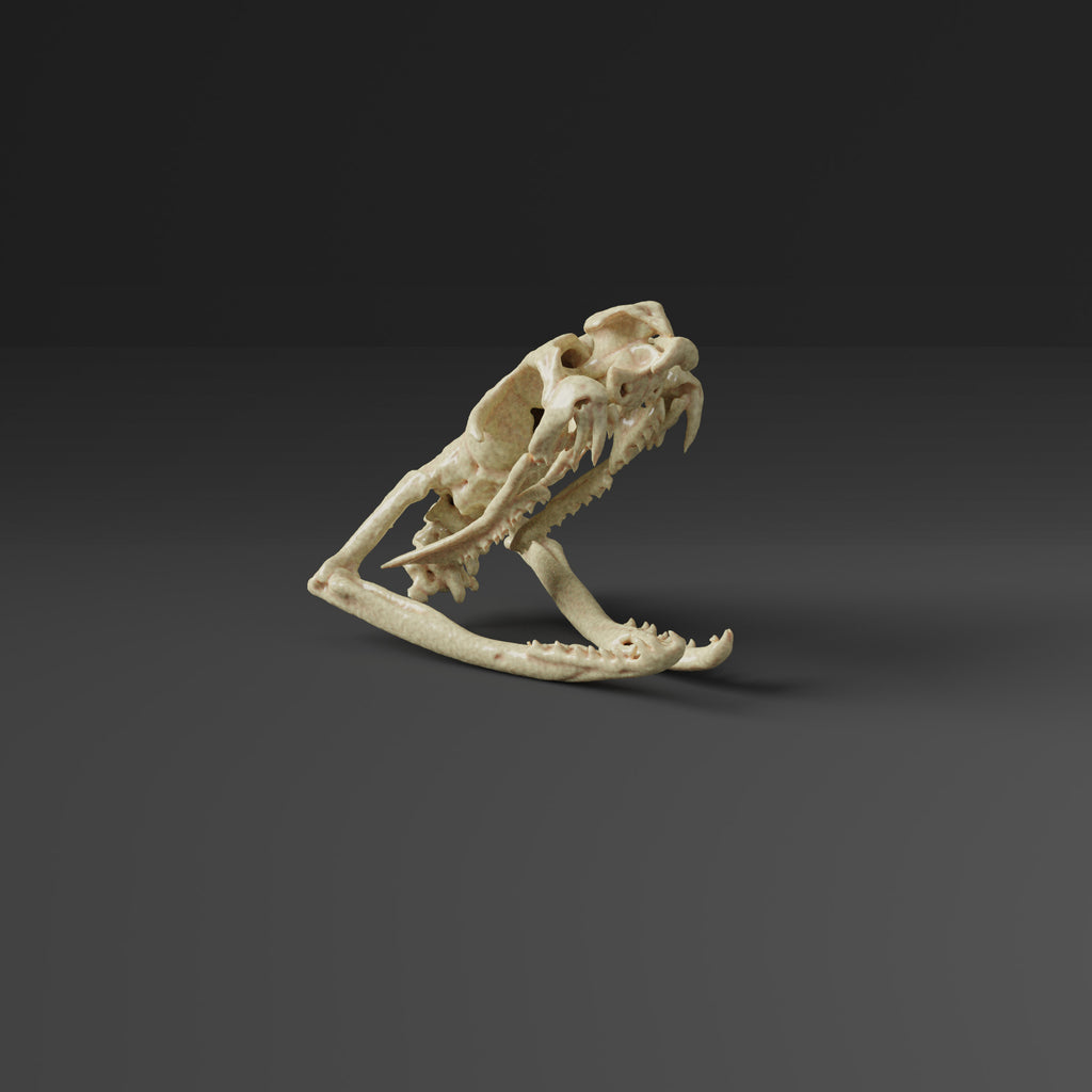 Egyptian Cobra Skull Replica ( Museum Quality )