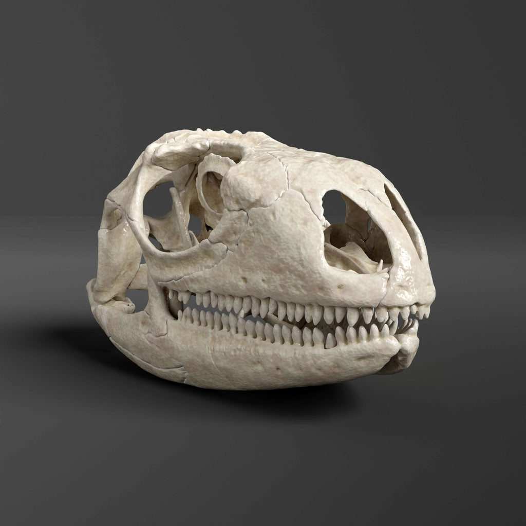 Green Iguana Skull Replica (Museum Quality)