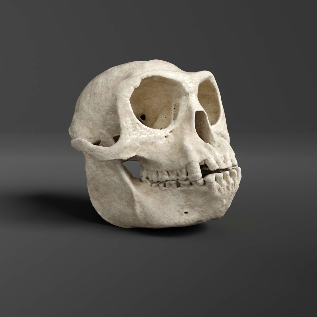 Gray Langur Skull Replica (Museum Quality)