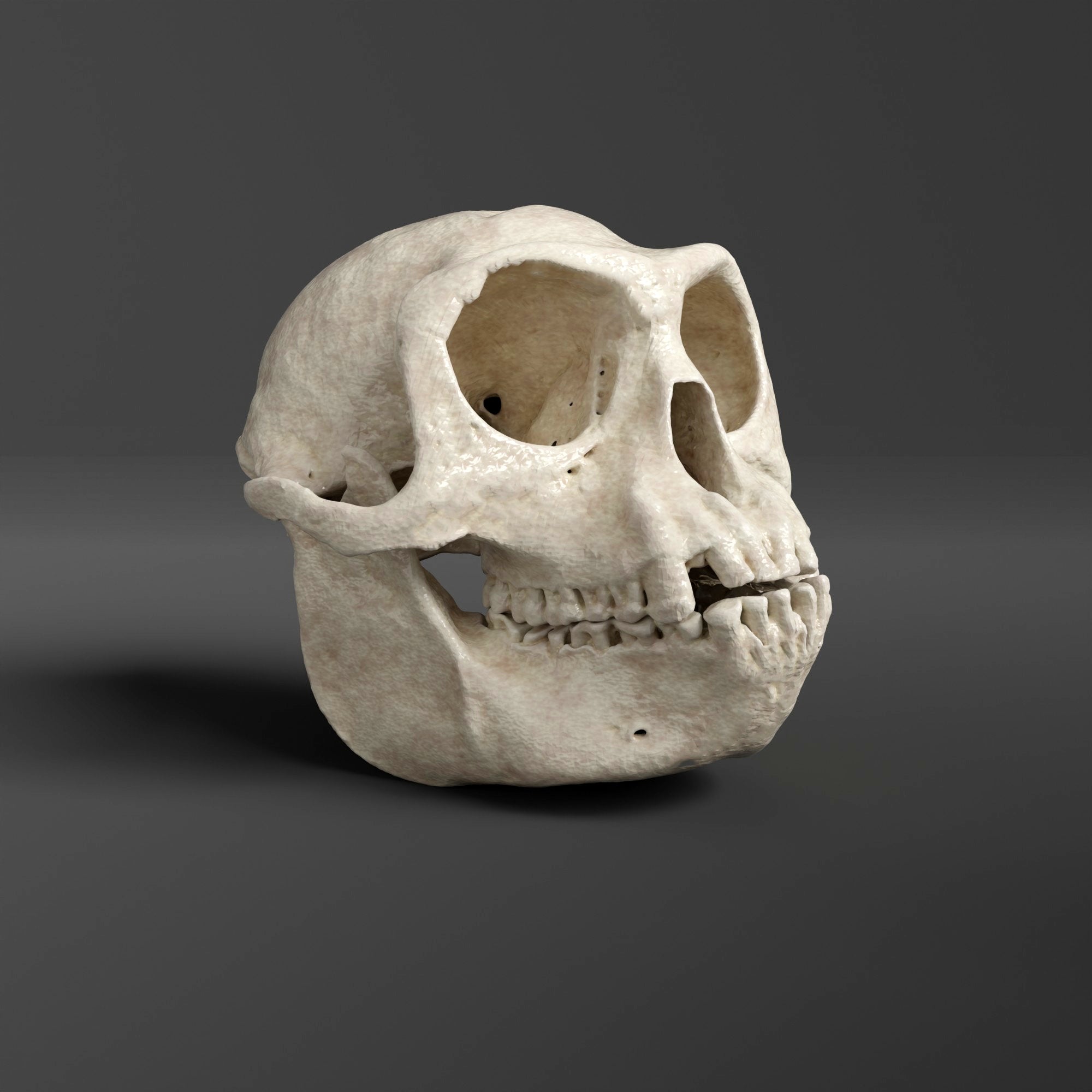 gunda skull 廃盤 Gray Langur Skull Replica (Museum Quality) – AnySkull