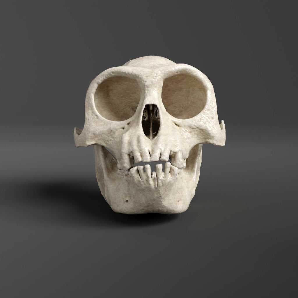 1piu1uguale3×LPFG MOCK NECK BACK SKULL Gray Langur Skull Replica (Museum Quality) – AnySkull