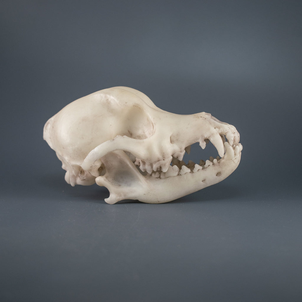 Dachshund Skull Replica (Museum Quality)