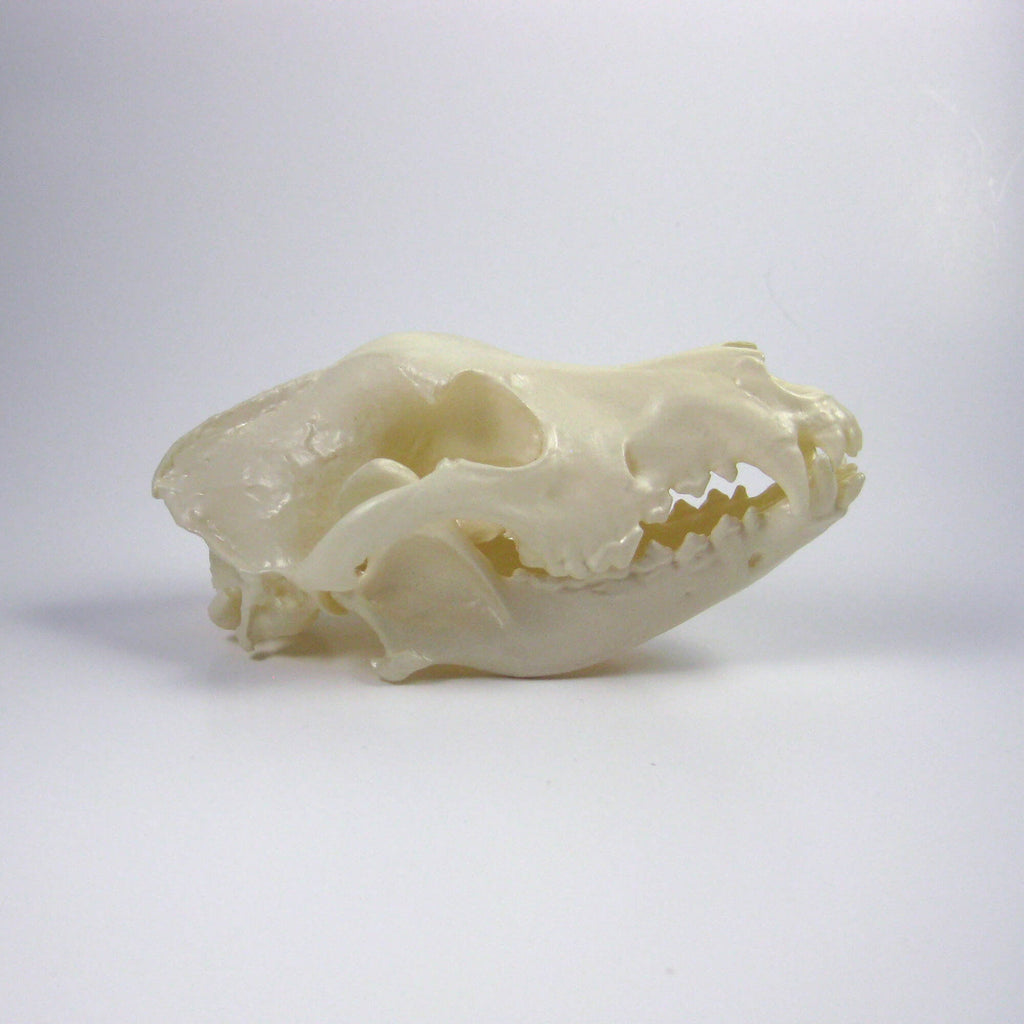 German Shepherd Skull Replica (Museum Quality)