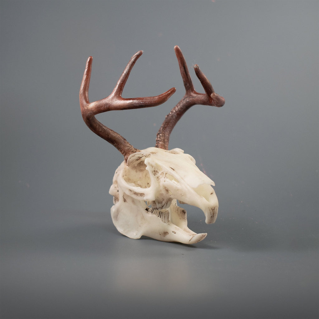 Jackalope Skull Replica (Museum Quality)