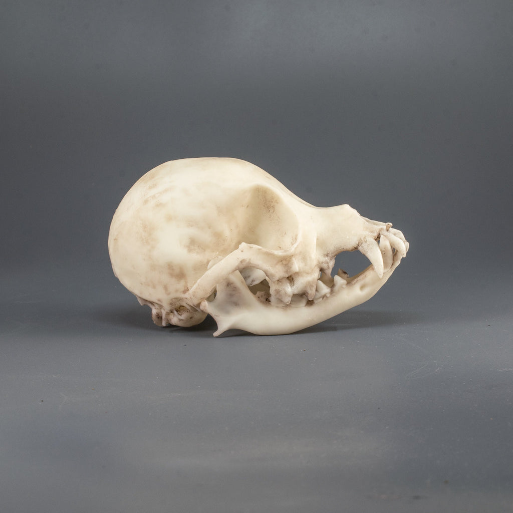 Chihuahua Skull Replica (Museum Quality)