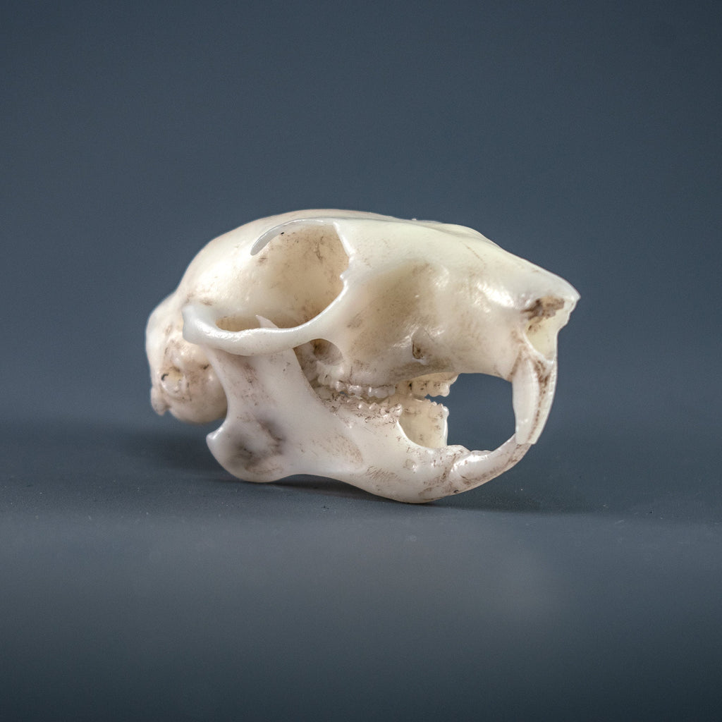 Gray Squirrel Skull Replica (Museum Quality)