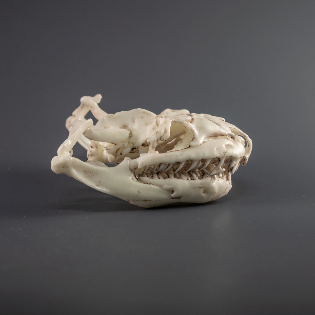 Boa Constrictor Skull Replica (Museum Quality)