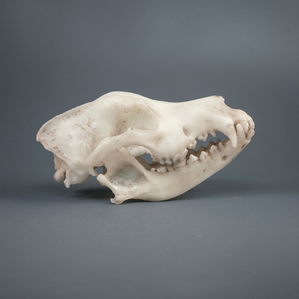 Labrador Retriever Skull Replica (Museum Quality)