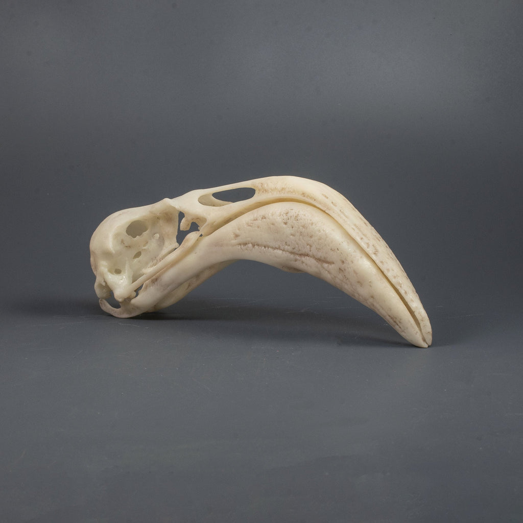 Flamingo Skull Replica (Museum Quality)