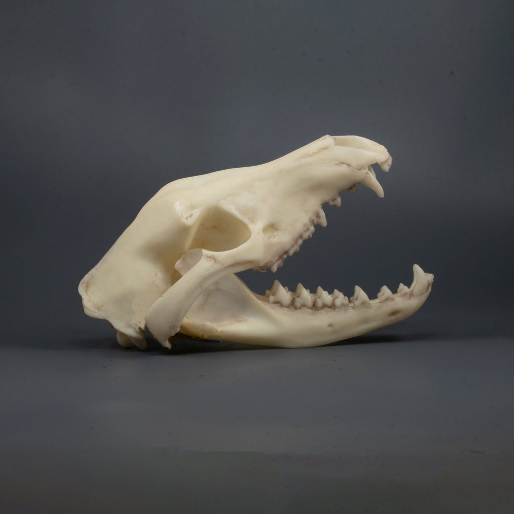 Tasmanian Tiger Skull Replica (Museum Quality)