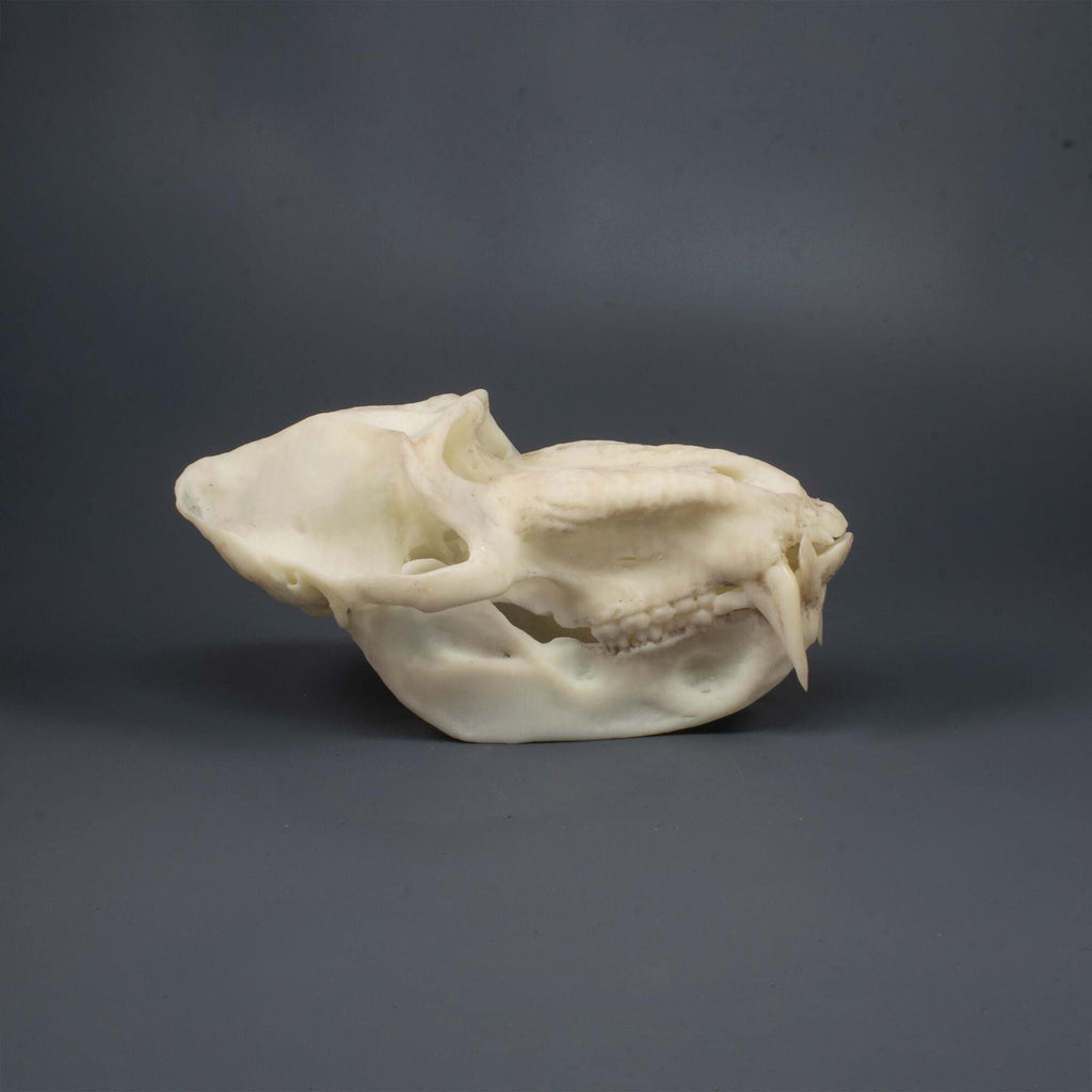 Mandrill Skull Replica (Museum Quality)