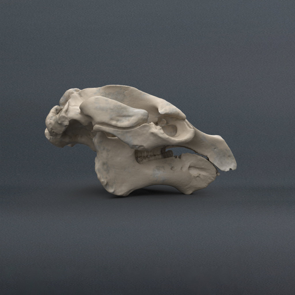 2/3 Scale Florida Manatee Skull Replica (Museum Quality)