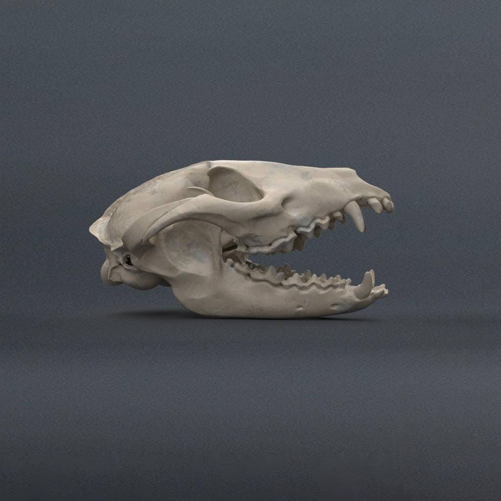 Tanuki Skull Replica (Museum Quality)