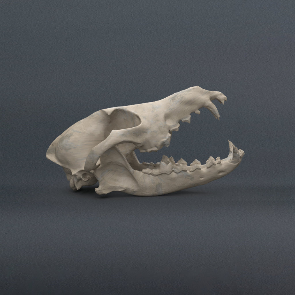 Coyote Skull Replica (Museum Quality)