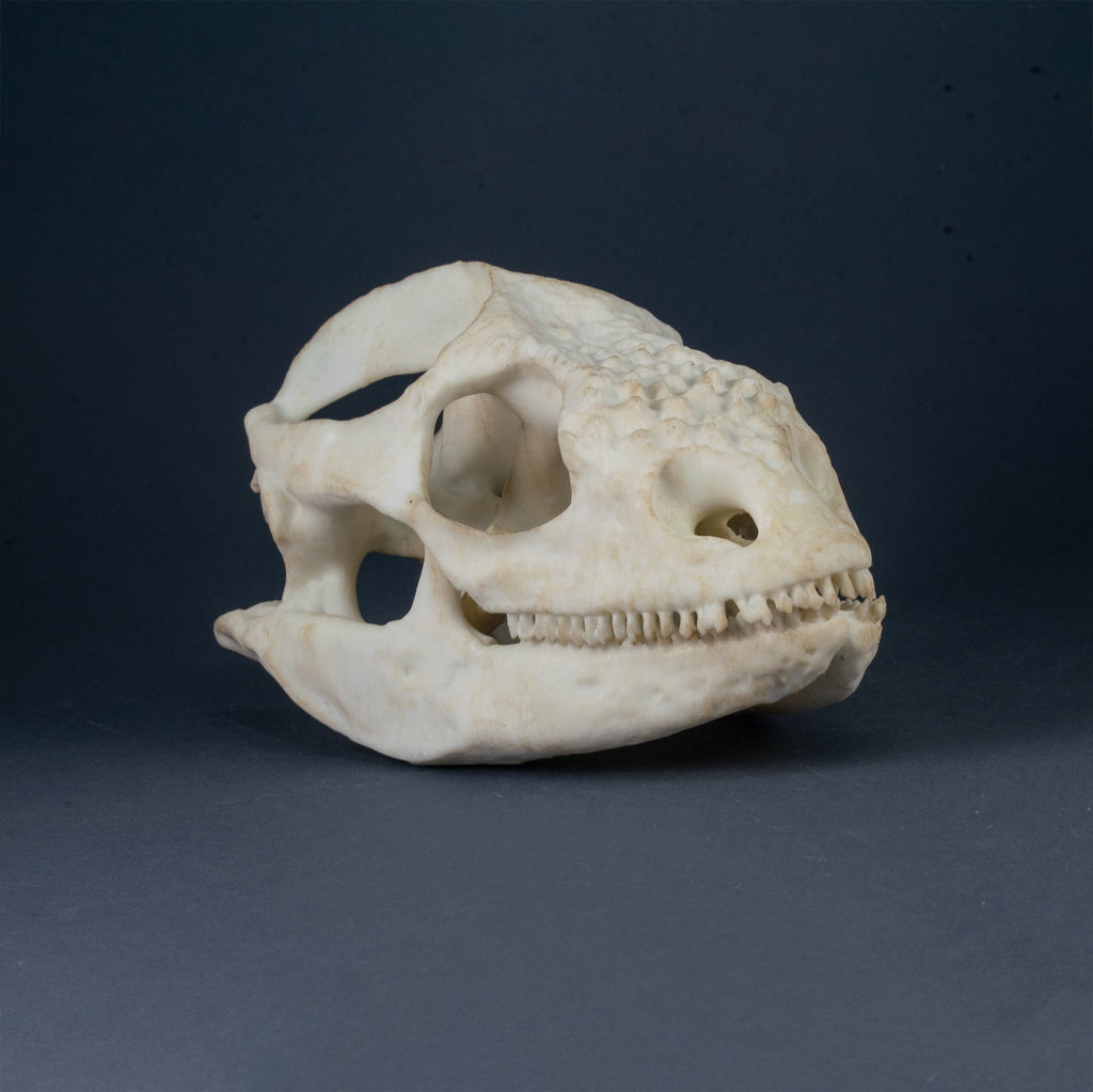 Galapagos iguana Skull Replica (Museum Quality)