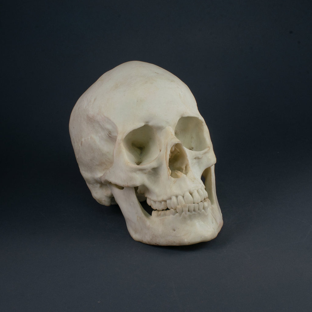 Human Skull - Female Replica (Museum Quality)
