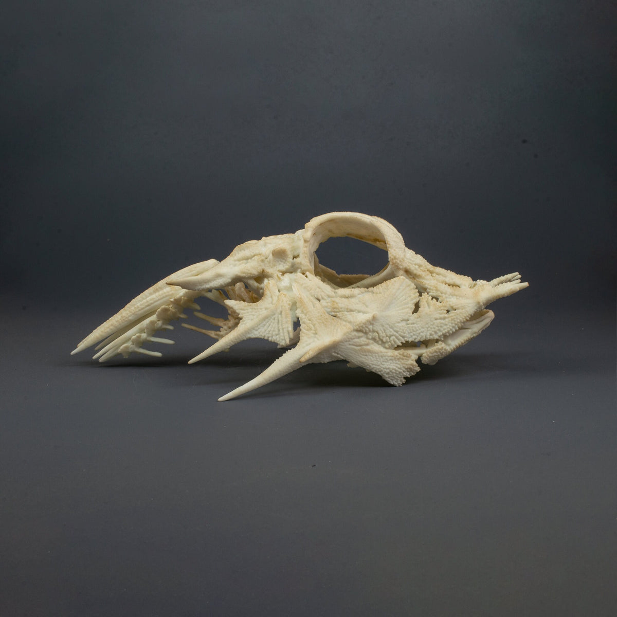 Horned Sea Robin, Skull Replica (Museum Quality) – AnySkull