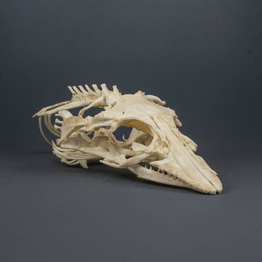 Shore Clingfish Skull Replica (Museum Quality)