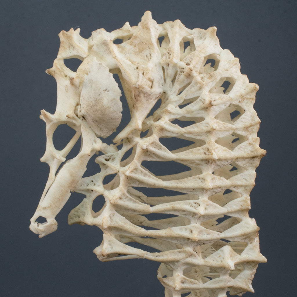 Lined seahorse Skeleton Replica