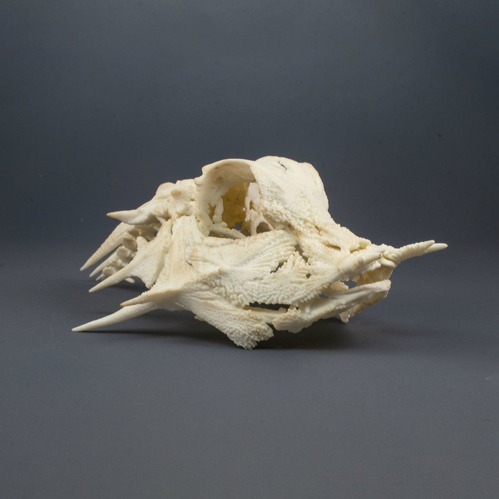 Horned Sea Robin, Skull Replica (Museum Quality)