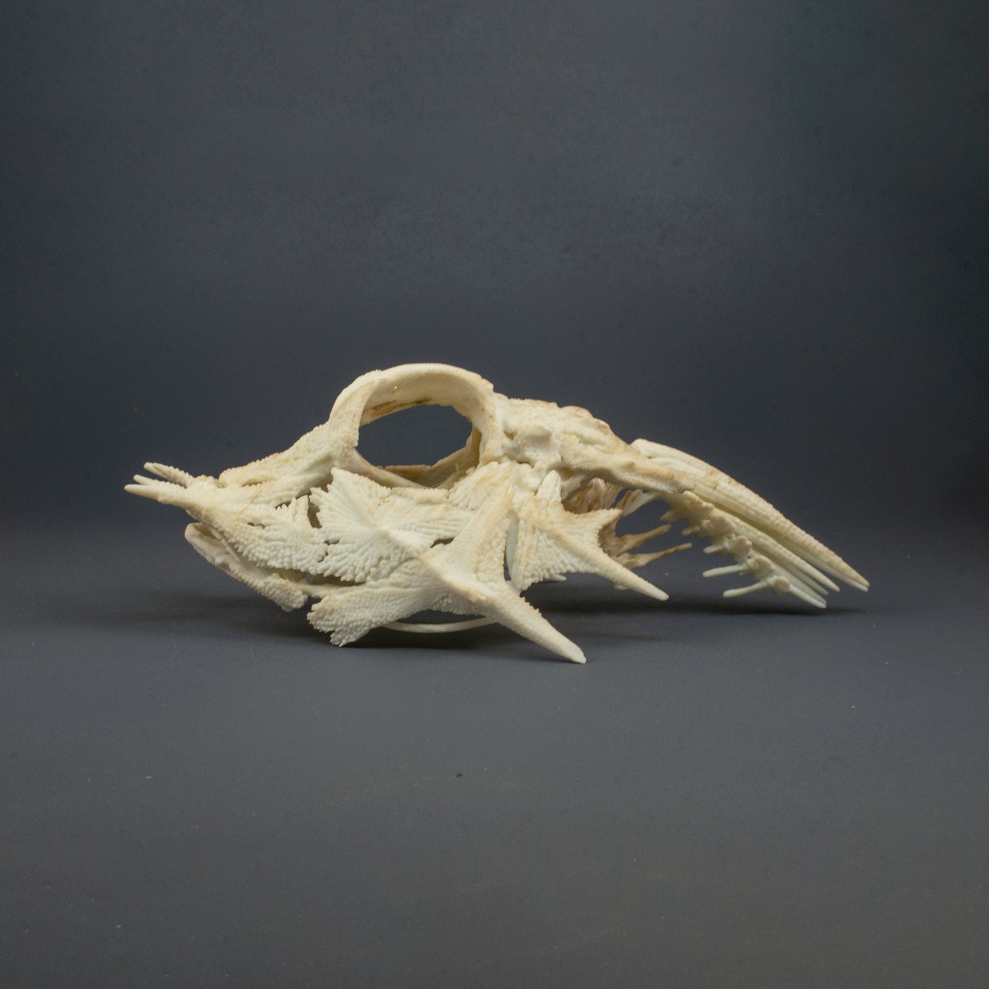 Horned Sea Robin, Skull Replica (Museum Quality) – AnySkull