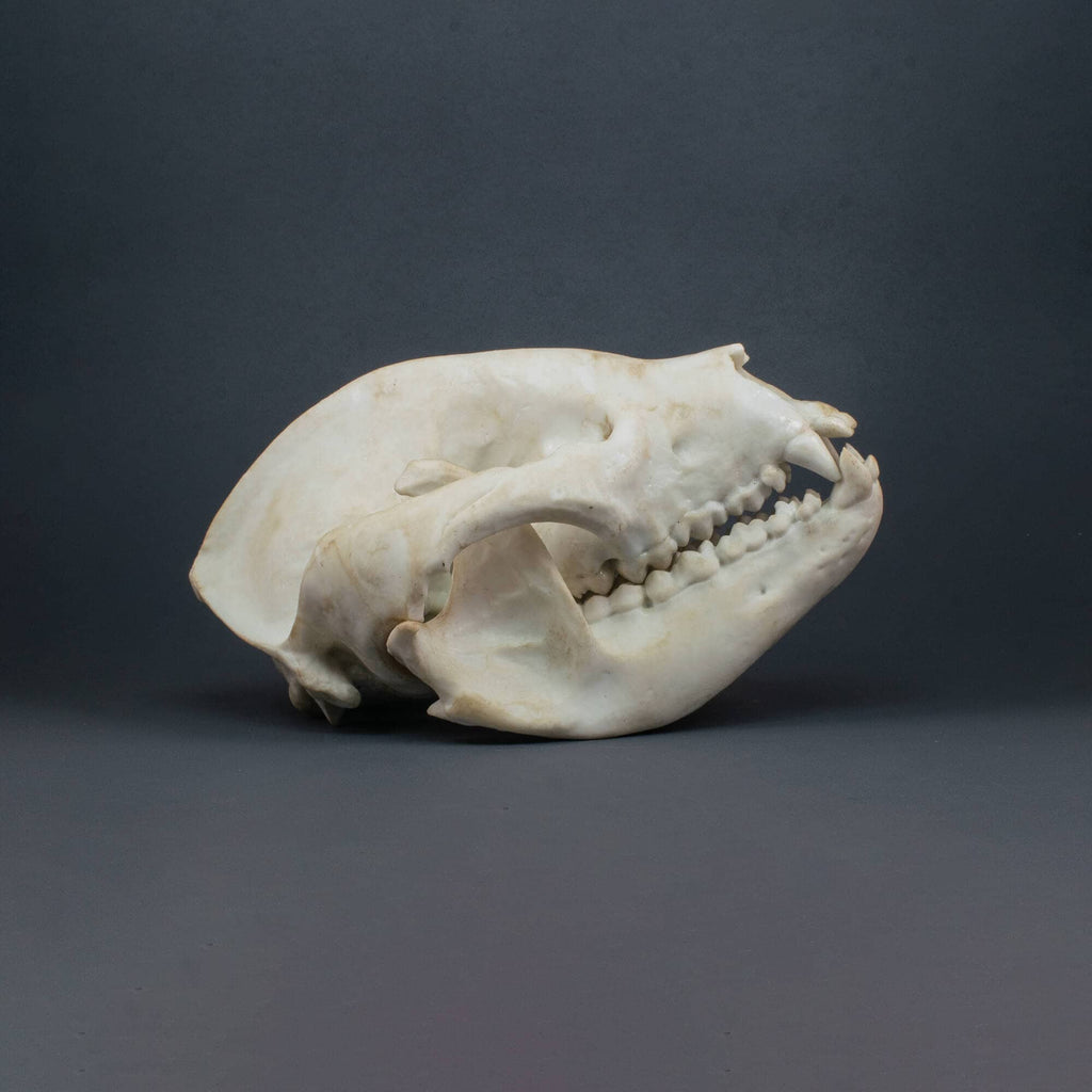 Panda Bear Skull Replica (Museum Quality)