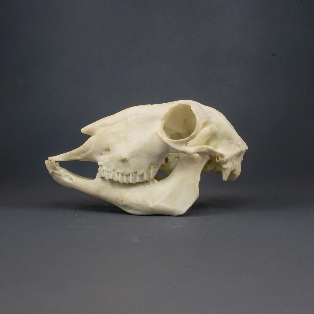 Sheep Skull Replica (Museum Quality) – AnySkull