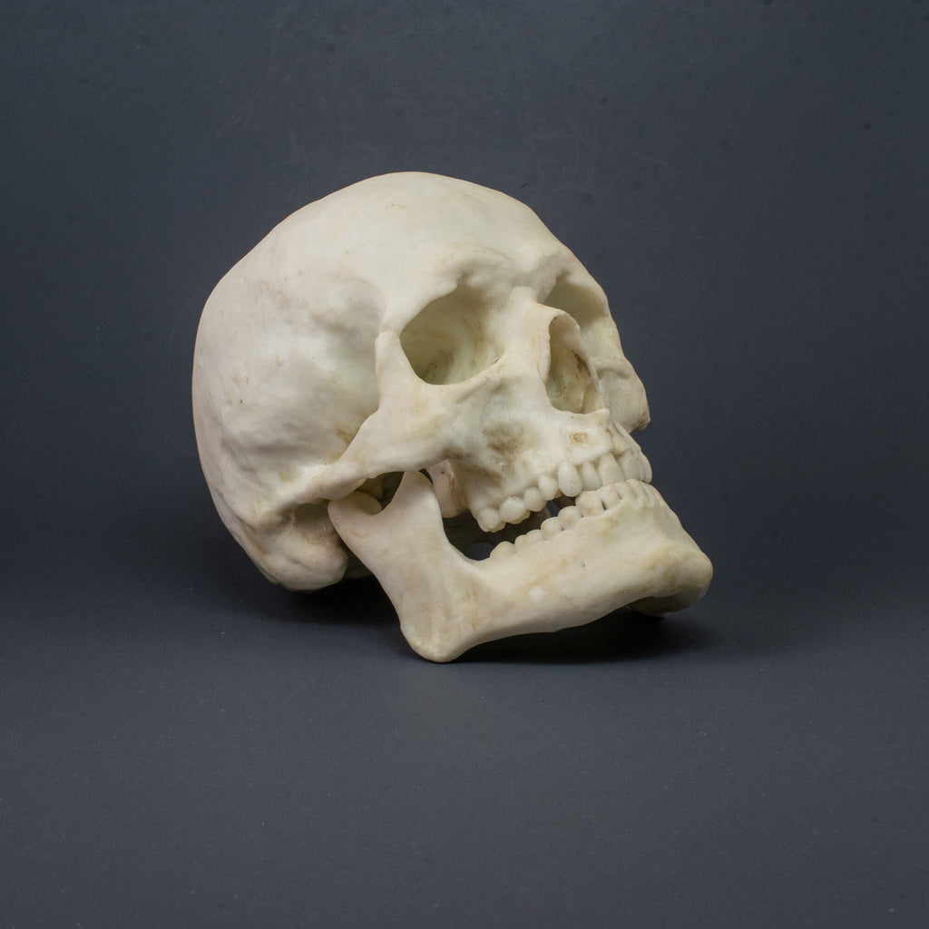 Human Skull - Male Replica (Museum Quality)