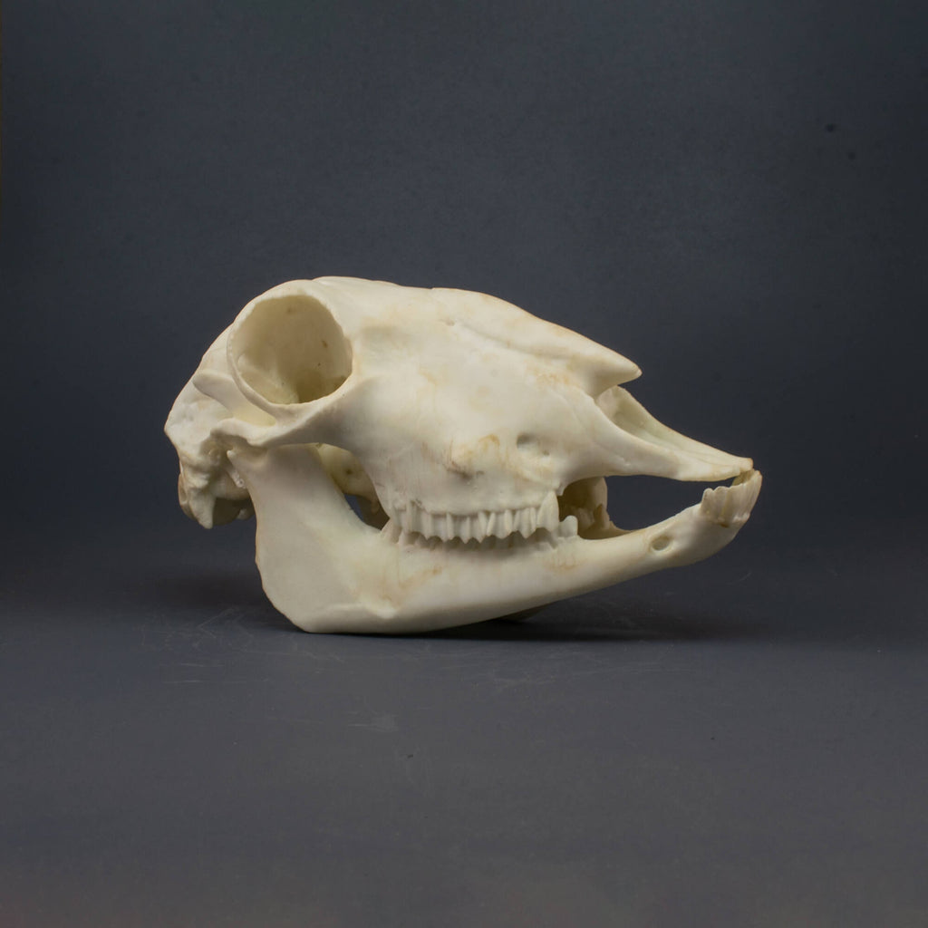 Sheep Skull Replica (Museum Quality)